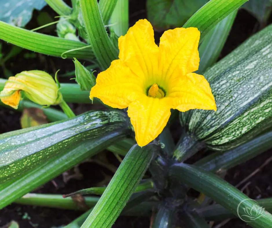 how to use up fresh zucchini